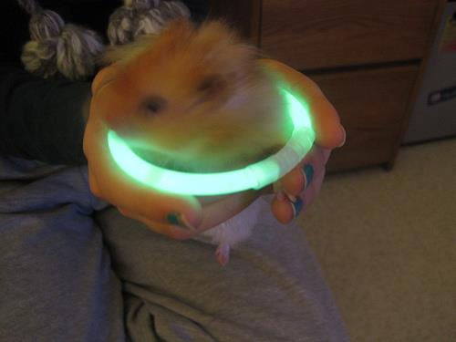 Glow Hamster Glow