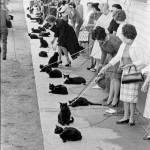 Black cat auditions, 1961