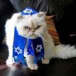 Rabbi Cat