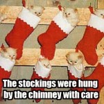 Cats in Stockings