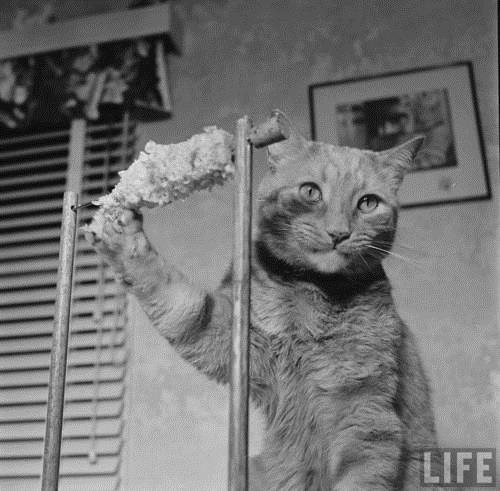 Cat Eating Corn on the Cob, 1951