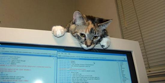 cats on computers