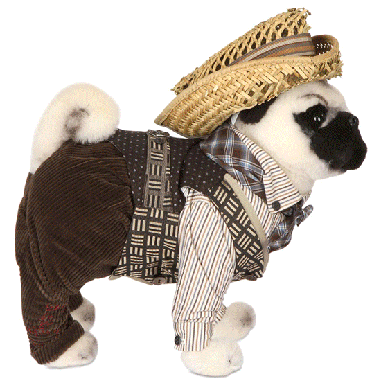 Pug Dogs in High Fashion