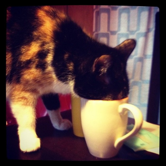 A cat and a coffee? Maybe not together though...@shiramatoy