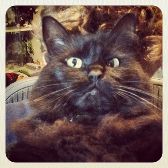 WASSUP-face Cat by @bigshotklim