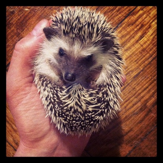 Is this real life? Hedgehog photo by @allisonsommers.