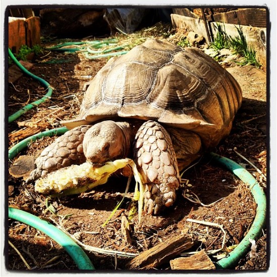 16-year old tortoise named Chuck. Loves corn. Photo by @jeremyriad.