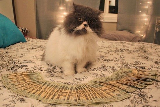 cash cats