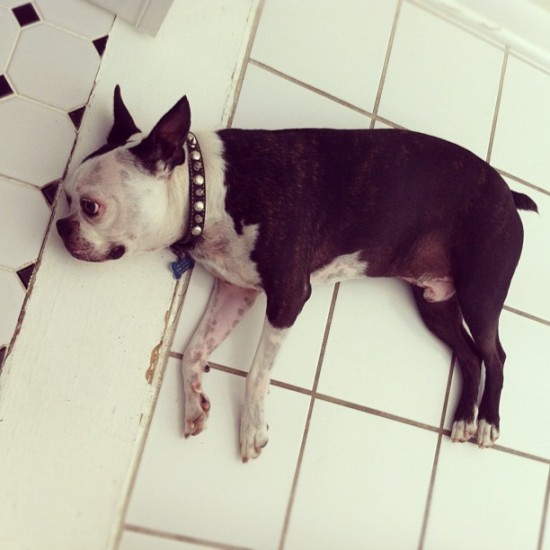 Meet Blackie, @fergbag's meditating pup. Awww...