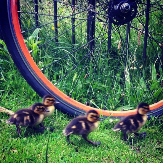 Part of this week's cutest little Instagram photo series of ducklings by @mynameisdelme in the UK.