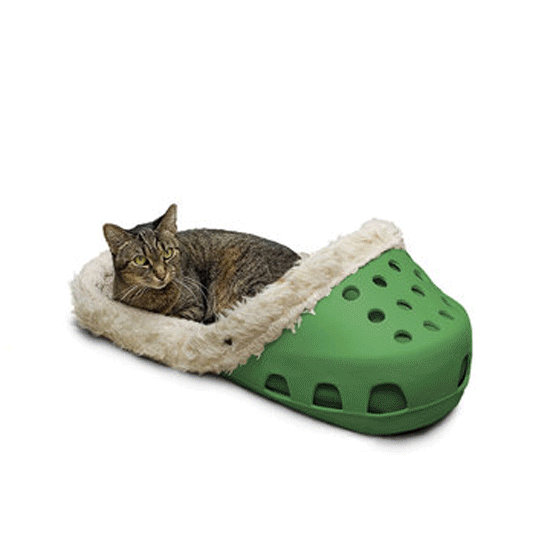 cat in crocs