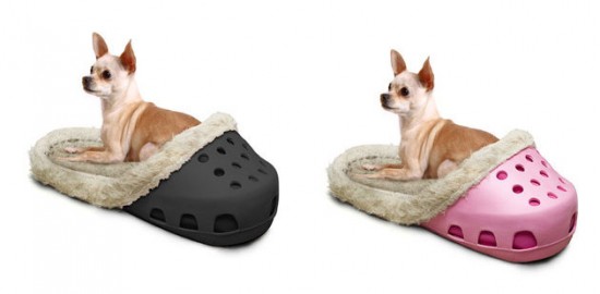 dogs in crocs
