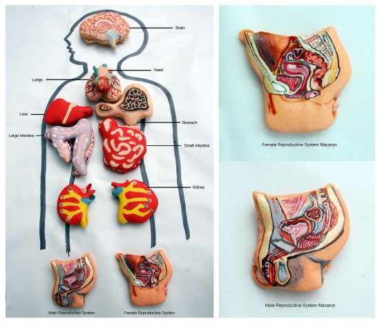 Anatomy in Macarons