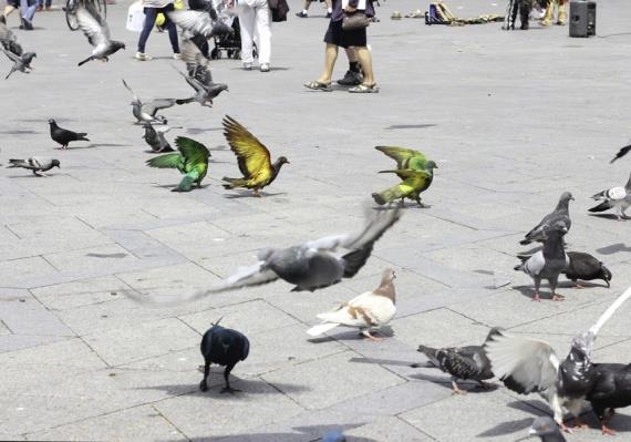 airbrushed-pigeons-3.jpg