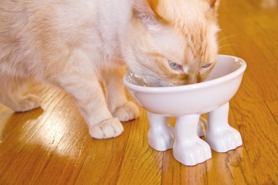 Dylan Kendall cat bowls