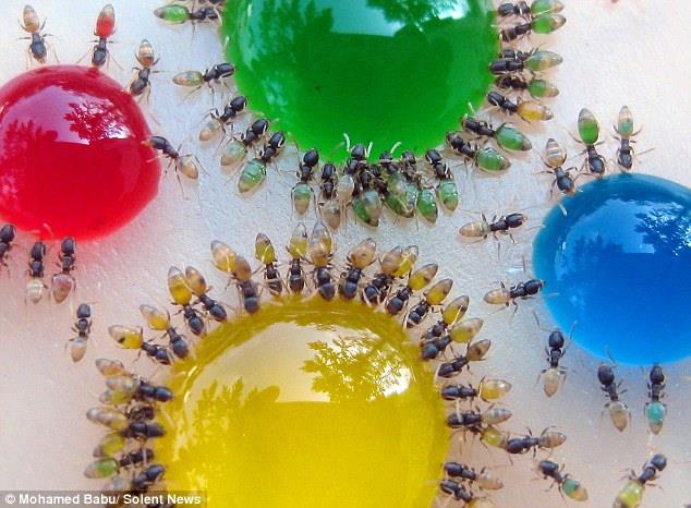 Psychedelic Ants