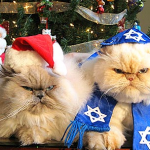 Christmas and Hanukkah Cats