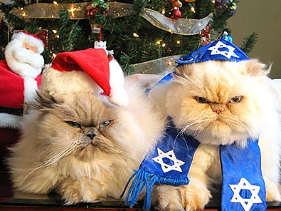 Christmas and Hanukkah Cats