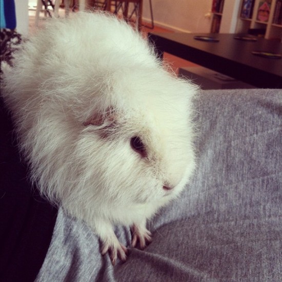 Numan the guinea pig showing his piano hands. Photo by @alittlestranger.