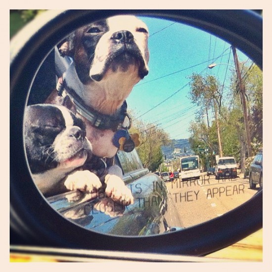 Dogs in mirror are even cuter than they appear. Photo by @tweedlebop.
