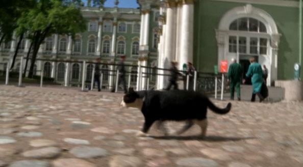 Cats at The Hermitage Museum in Russia